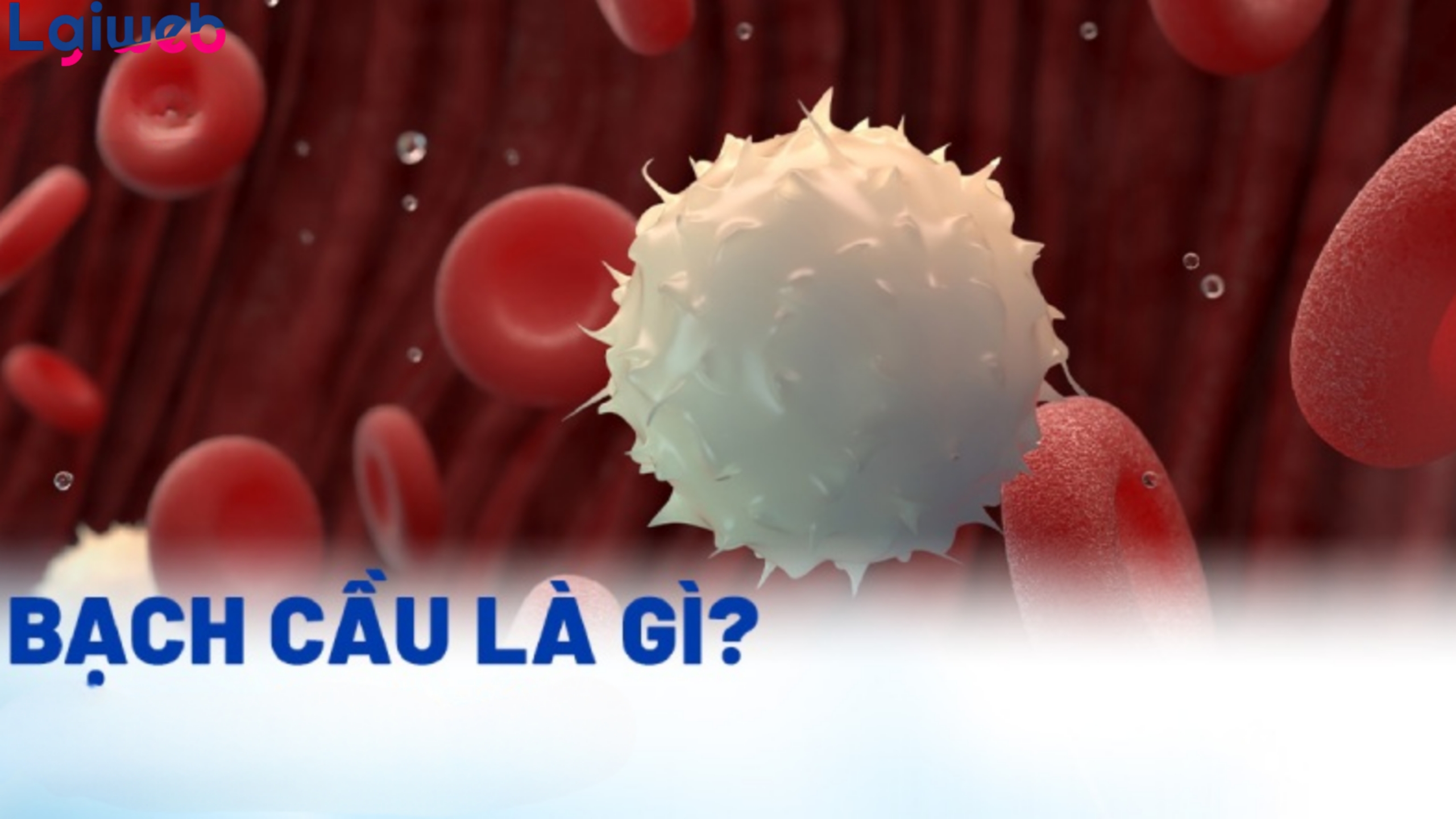 Bệnh bạch cầu là gì? Bệnh bạch cầu là gì?